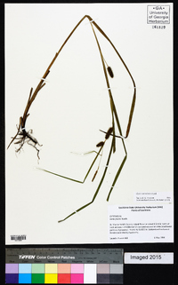 Carex aureolensis image