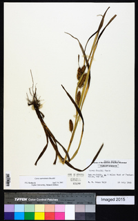 Carex aureolensis image