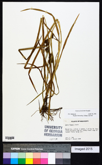 Carex aureolensis image