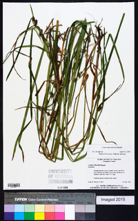 Carex aureolensis image