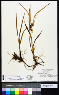 Carex aureolensis image