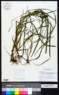 Carex aureolensis image