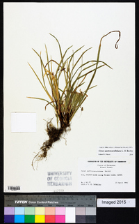 Carex austrocaroliniana image