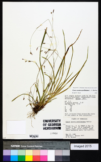 Carex austrocaroliniana image