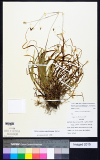 Carex austrocaroliniana image