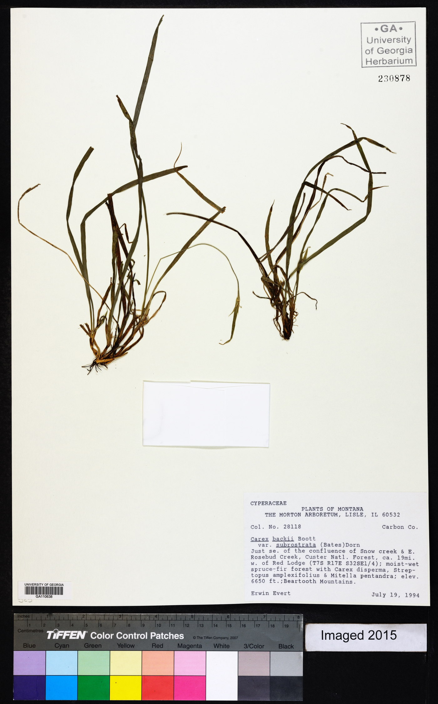 Carex backii var. subrostrata image