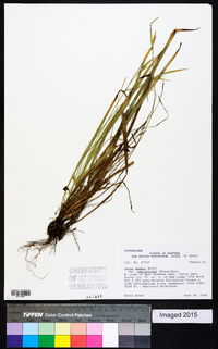 Carex backii image