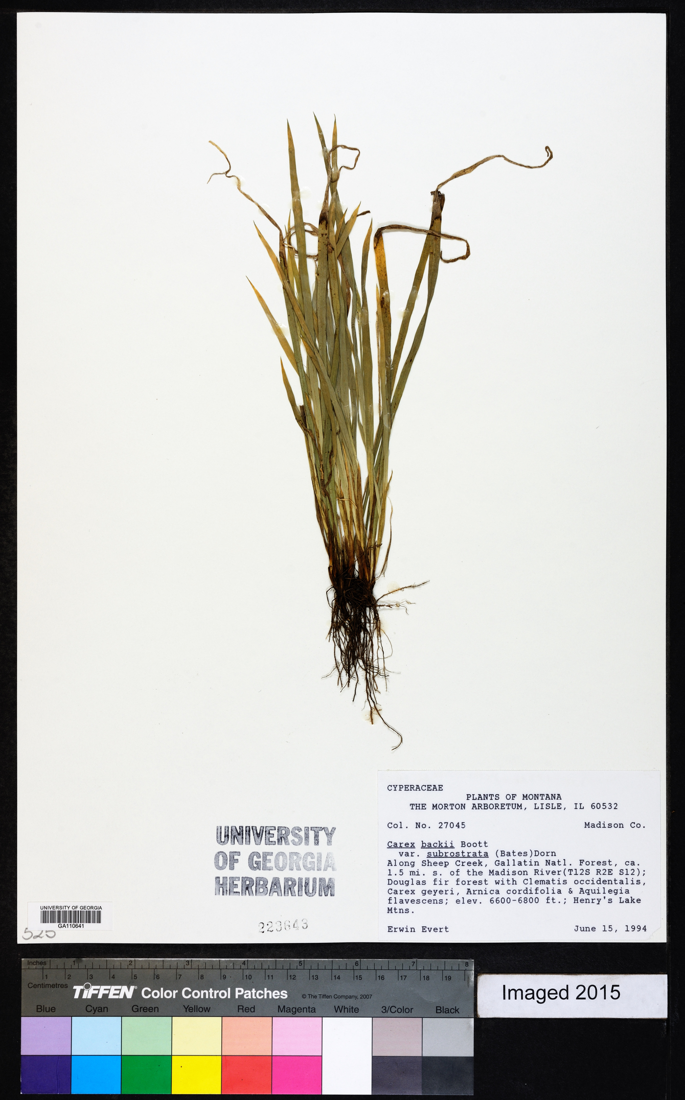 Carex backii var. subrostrata image