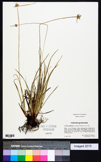 Carex baldensis image