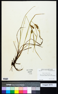 Carex baileyi image