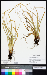 Carex baltzellii image