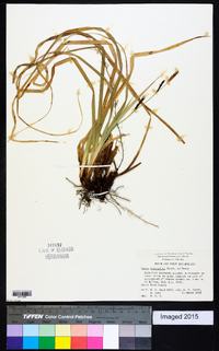 Carex baltzellii image