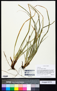 Carex baltzellii image