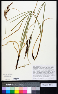 Carex barbarae image