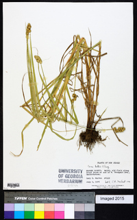 Carex bebbii image