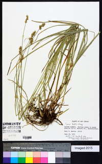 Carex bebbii image