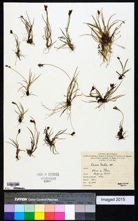 Carex bicolor image