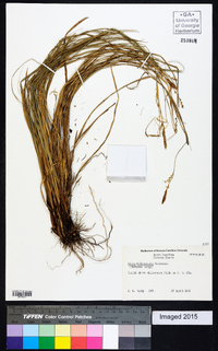 Carex biltmoreana image