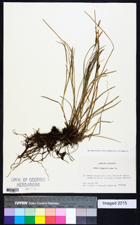 Carex blepharicarpa image