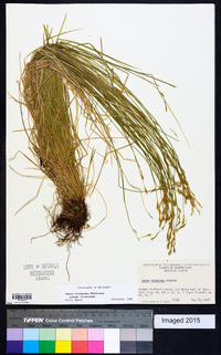 Carex bromoides image