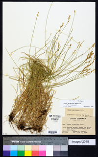 Carex bromoides var. bromoides image