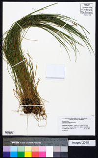 Carex bromoides image