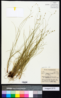 Carex brunnescens subsp. sphaerostachya image