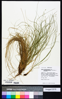 Carex brunnescens subsp. sphaerostachya image