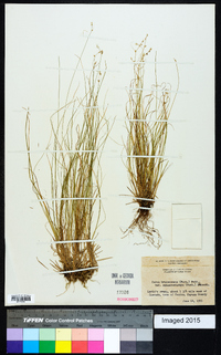 Carex brunnescens subsp. sphaerostachya image