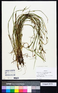 Carex bulbostylis image