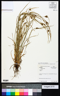 Carex bulbostylis image