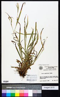 Carex bulbostylis image