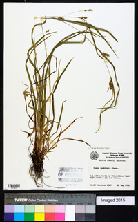 Carex bulbostylis image