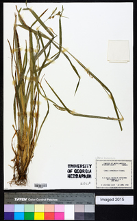 Carex bulbostylis image