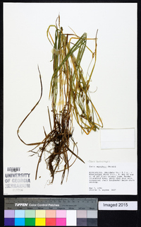 Carex bulbostylis image