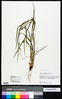 Carex bulbostylis image