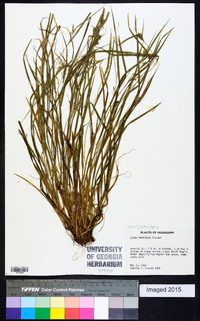 Carex bulbostylis image