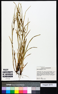 Carex bulbostylis image