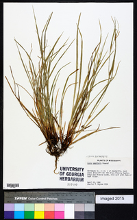 Carex bulbostylis image