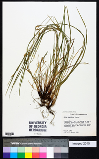 Carex bulbostylis image