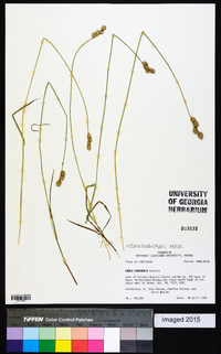 Carex bulbostylis image