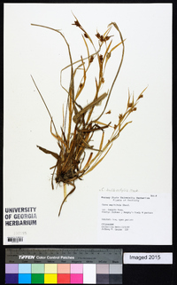 Carex bulbostylis image