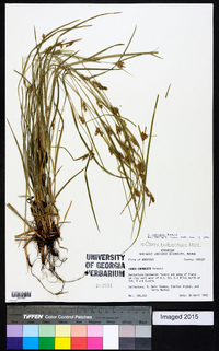 Carex bulbostylis image