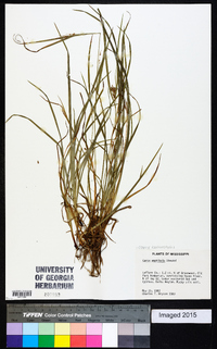 Carex bulbostylis image