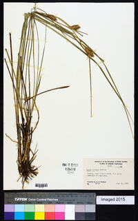 Carex bullata image