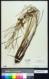 Carex bullata image