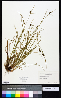 Carex bushii image