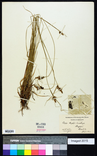 Carex bushii image