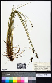 Carex bushii image