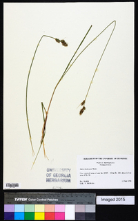 Carex buxbaumii image